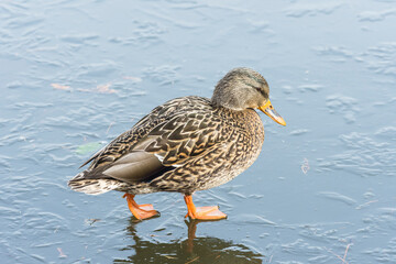 Female mallard duck (Anas Platyrhynchos) walking on icy pond