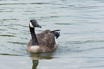 Canada goose (Branta canadensis) swimming in a pond