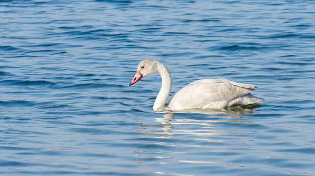 Juvenile trumpeter swan (Cygnus Buccinator) swimming in a lake