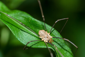 European Harvestman (Phalangium Opilio) on a leaf