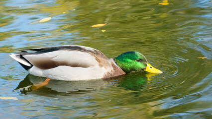 Fototapeta premium Breeding adult male mallard duck, Anas Platyrhynchos, foraging in a pond
