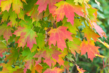 Colorful maple leaves in autumn, fall