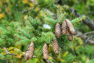 Norway spruce cones (Picea Abies)