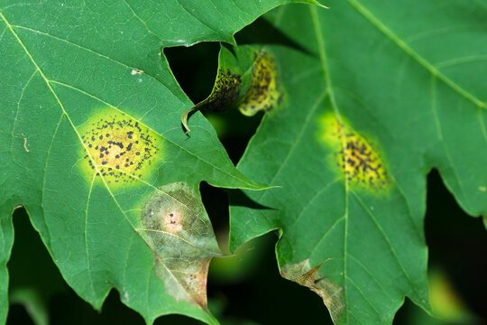 Tar Spot Fungi (Rhytisma) on maple leaves