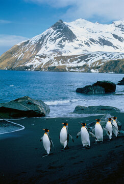 King Penguins Gold Harbour, South Georgia Island, Antarctic Islands