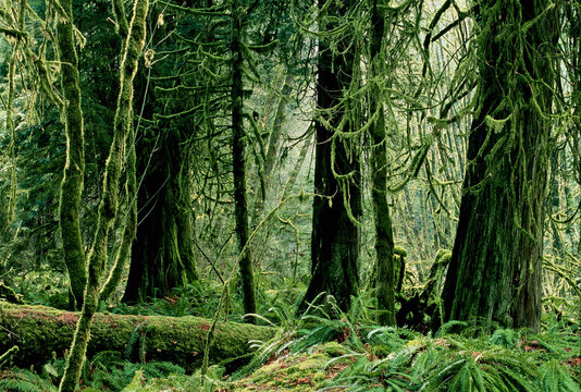 Rainforest, Goldstream Provincial Park, Vancouver Island, British Columbia Canada