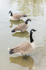 Selective focys on Canada geese (Branta canadensis) in a pond