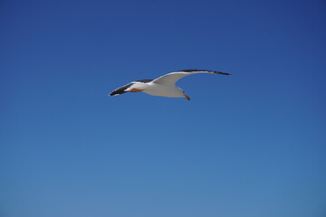 Fototapeta na wymiar gaviota libre volando 