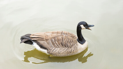 Canada goose (Branta canadensis) swimming and quacking in a pond