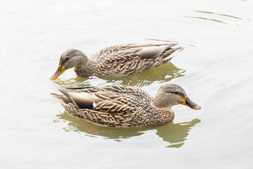 Two female mallard ducks (Anas Platyrhynchos) swimming in a pond