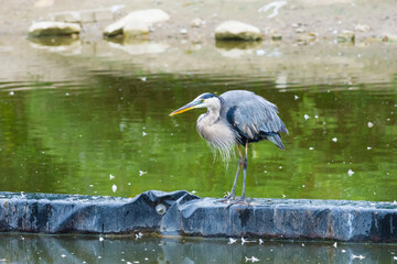 Great blue heron, Ardea Herodias, standing in a pond, Toronto, Canada
