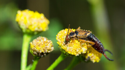 Dew covered European Earwig (Forficula Auricularia) on tansy plant (Tanacetum Vulgare)