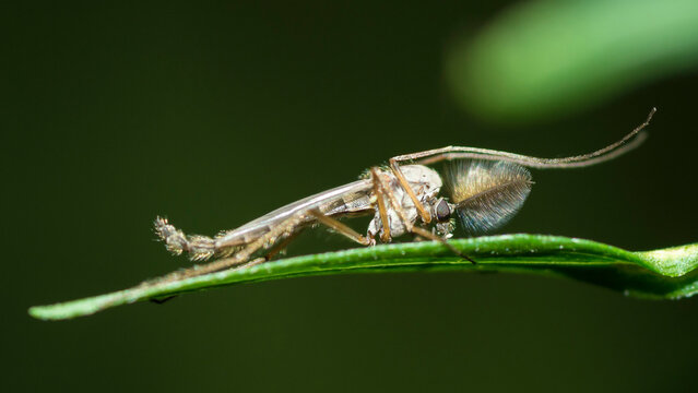 Non-biting Midge on a leaf, genus Chironomus