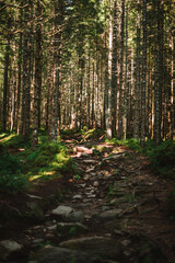 Beautiful trees in a forest in Norway with a beautiful bokeh