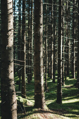 Beautiful trees in a forest in Norway with a beautiful bokeh