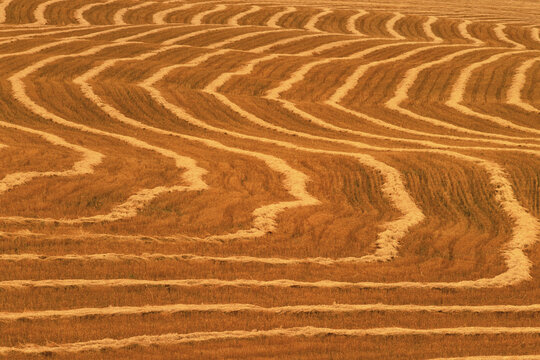 Field of Swathed Grain Alberta, Canada