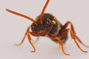 Frontal closeup on a colorful red female orange-horned nomad bee, Nomada fulvicornis isolated against a white background