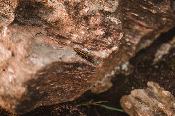 Caterpillar on a stone with a bokeh