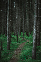 Obraz premium Beautiful trees in a forest in Norway with a beautiful bokeh