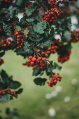 Rowanberries on a tree with some white mushrooms in the background, beautiful bokeh close up