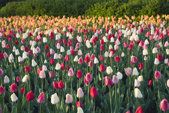 Tulips, Commissioner's Park, Ottawa, Ontario, Canada