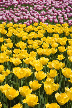 Tulips, Commissioner's Park, Ottawa, Ontario, Canada