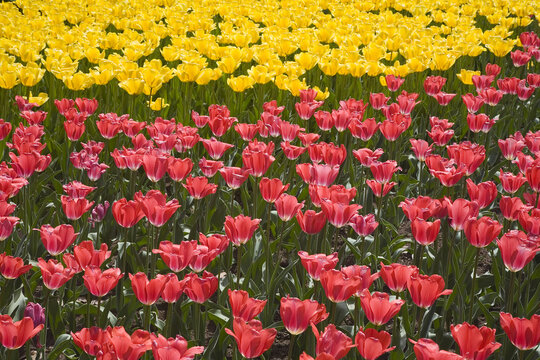 Tulips, Commissioner's Park, Ottawa, Ontario, Canada