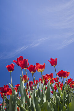 Tulips, Commissioner's Park, Ottawa, Ontario, Canada