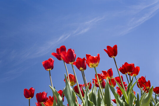 Tulips, Commissioner's Park, Ottawa, Ontario, Canada