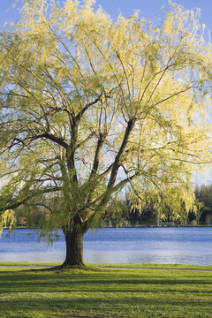 Tree by Lake, Dow's Lake, Ottawa, Ontario, Canada
