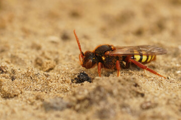 Closeup on a colorful red and yellow female Lathubry's nomad bee, Nomada lathburiana