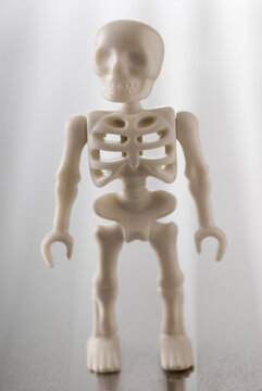 Skeleton
