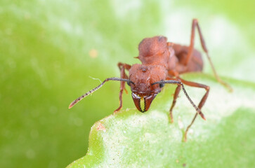 Fototapeta premium ant on leaf