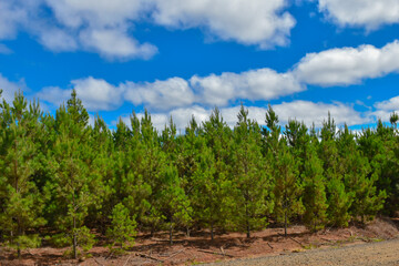 Fototapeta na wymiar Forest Eucalyptus Plantation Pine Tree 