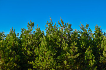 Obraz premium Forest Eucalyptus Plantation Pine Tree 