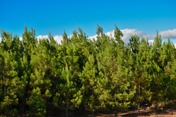 Fototapeta premium Forest Eucalyptus Plantation Pine Tree 