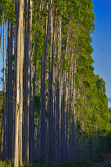 Forest Eucalyptus Plantation Pine Tree 