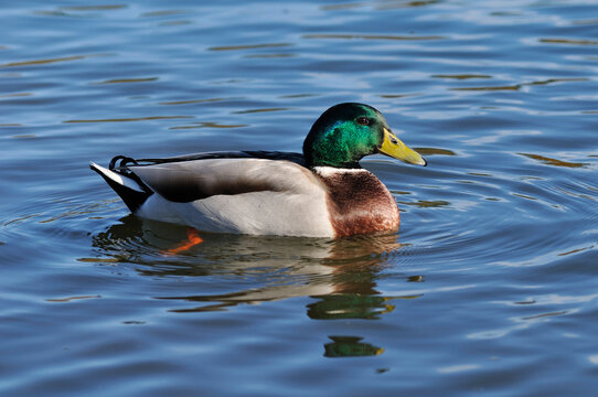 Mallard