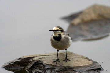 Wagtail