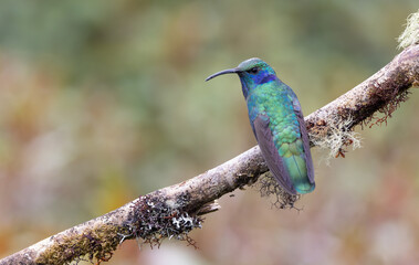 a lesser violetear hummingbird on a branch at a garden in costa rica