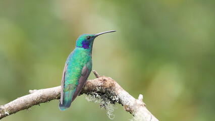 rear view of a lesser violetear hummingbird on a perch
