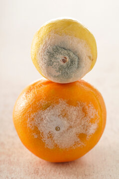 Moldy Orange and Lemon