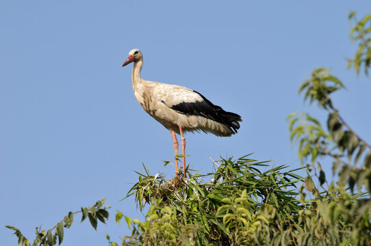 White Stork in Tree Top, Chellah, Morocco