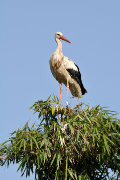 White Stork in Tree Top, Chellah, Morocco