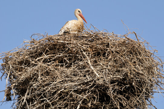White Stork in Nest, Chellah, Morocco