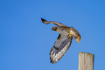 red tailed hawk in flight