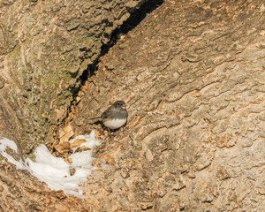 junco bird in tree yoke 