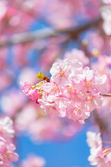 河津桜　早咲きの桜	