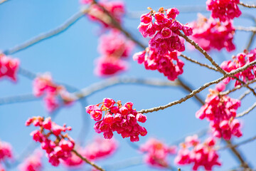 緋寒桜	