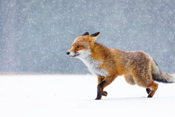Fox in winter. Red fox, Vulpes vulpes, sniffs about prey on forest meadow in snowfall. Orange fur...